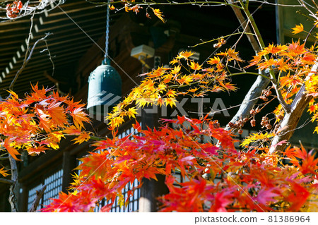 Autumn leaves at Hondoji Temple in Matsudo City, Chiba Prefecture 81386964