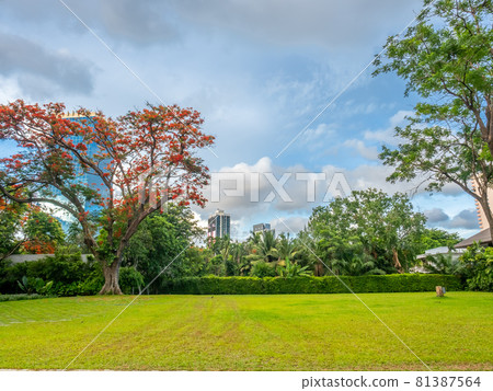 Green grass meadow with large trees among buildings in center of metropolis 81387564