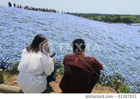 Nemophila hills and park scenery Nemophila hills and park scenery 81387831