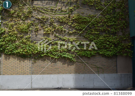 甲子園體育場 81388099