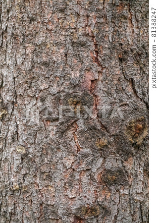 Bark texture and background of a old fir tree trunk. Detailed bark texture. Natural background 81388247