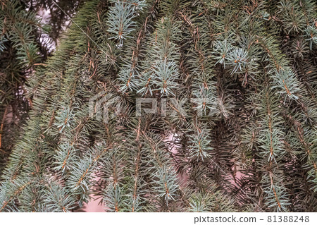 Background of green spruce branches in sunset light Background of green spruce branches in sunset light 81388248