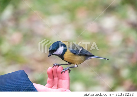 A tit sits on a man's hand and eats seeds. A tit sits on a man's hand and eats seeds. 81388258