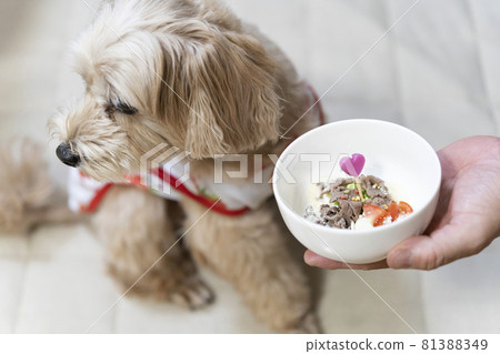 一隻遠離狗碗的可愛小狗 [Maltipoo] 81388349