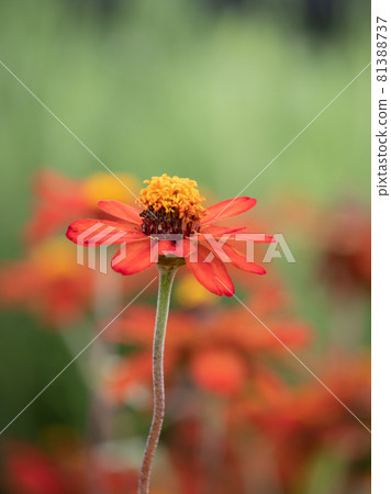 Zinnia Besshi Zinnia Besshi 81388737