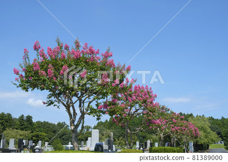 Crape myrtle flowers blooming in the graveyard in early autumn 81389000