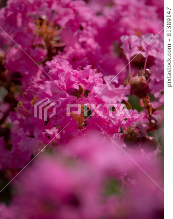 桃紅色茄子花 81389147