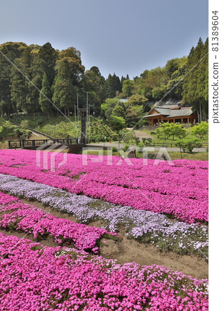 Shizakura of Usuki Stone Buddha 81389604