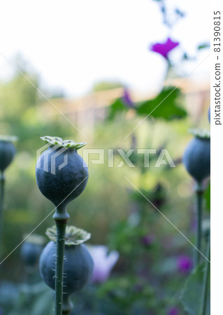Poppy seed heads and flowers growing in a garden. Summertime. 81390815