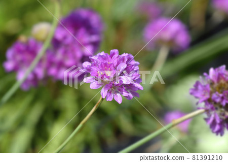 Great thrift Ballerina Lilac 81391210