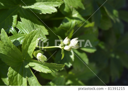 Carnic masterwort Carnic masterwort 81391215