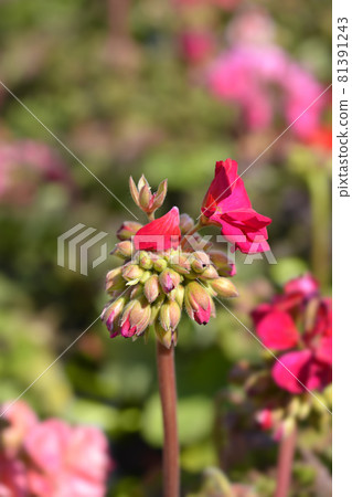 Horse-shoe pelargonium 81391243