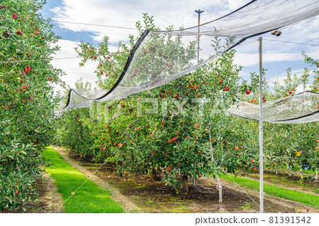 An orchard in Shinshu where apples grow 81391542