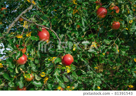 Shinshu apple Sun Tsugaru Shinshu apple Sun Tsugaru 81391543