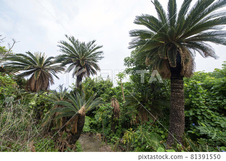 Cycad Jungle on Okinoerabujima, Kagoshima Prefecture 81391550
