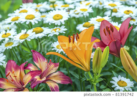 Dronen扁百合 81391742