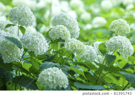 安娜貝爾 安娜貝爾 81391743