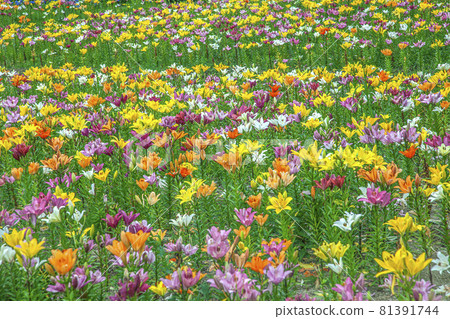 Dronen扁百合 81391744