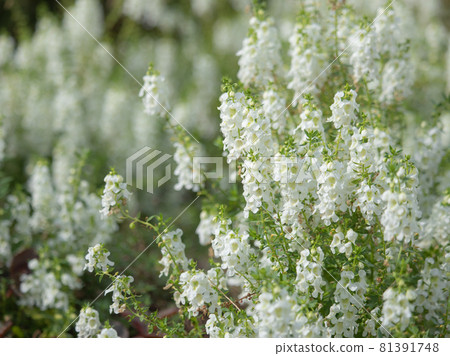 White Angelonia 81391748