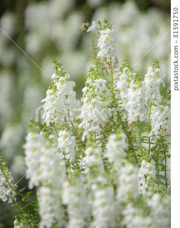 White Angelonia White Angelonia 81391750