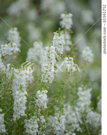 White Angelonia White Angelonia 81391752