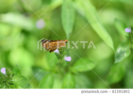 Thoressa varia 81391801