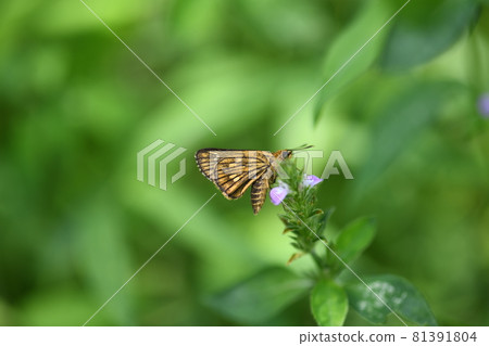 Thoressa varia 81391804