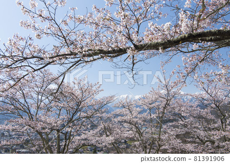 Sakura and Northern Alps Sakura and Northern Alps 81391906
