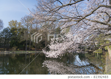 Shakujii Pond and Sakura in Shakujii Park Shakujii Pond and Sakura in Shakujii Park 81392483