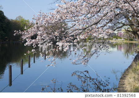 Shakujii Pond and Sakura in Shakujii Park Shakujii Pond and Sakura in Shakujii Park 81392568