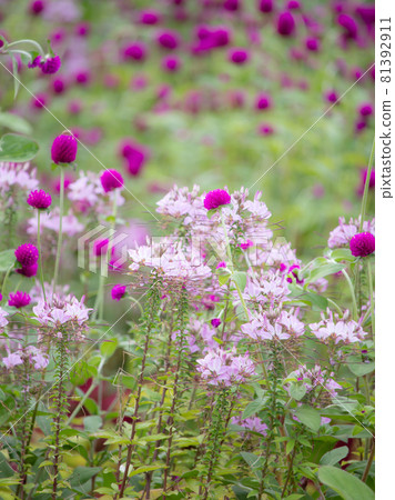 Chikagusa flower field Chikagusa flower field 81392911