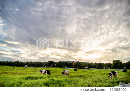 Rural landscape with field, trees, grass and cows.  Ecologically clean area with blue sky and clouds 81392991