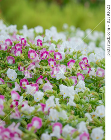 Torenia Sumire Natsu 81393023