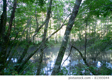 Taisho Pond / Kamikochi in the early morning Taisho Pond / Kamikochi in the early morning 81393044