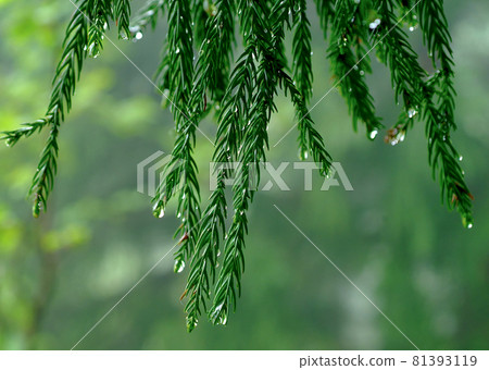 My heart was washed. The beauty of the diamond drops dripping on the dark green Tateyama cedar. 81393119