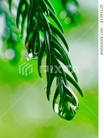 My heart was washed. The beauty of the diamond drops dripping on the dark green Tateyama cedar. 81393120