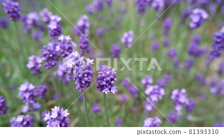 用於商業用途的薰衣草照片 81393310