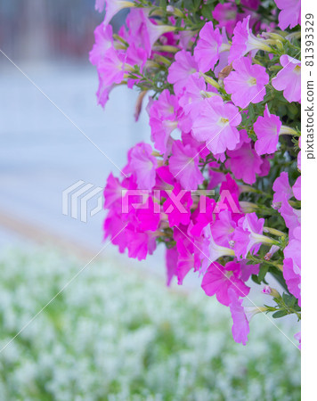 矮牽牛，一朵綻放在夢橋上的花 81393329