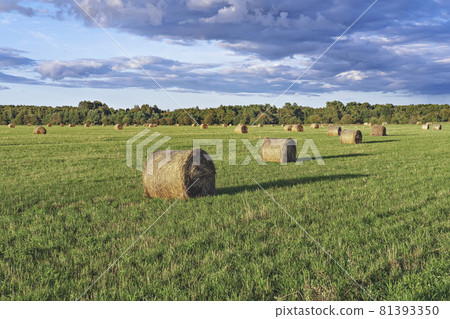 Scenery of green hill and meadows agricultural fields and straw bales at sunset, nobody Scenery of green hill and meadows agricultural fields and straw bales at sunset, nobody 81393350