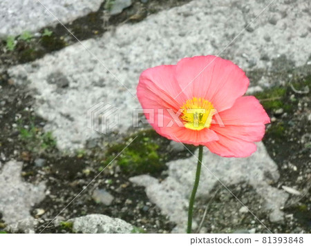 Poppy flower Poppy flower 81393848