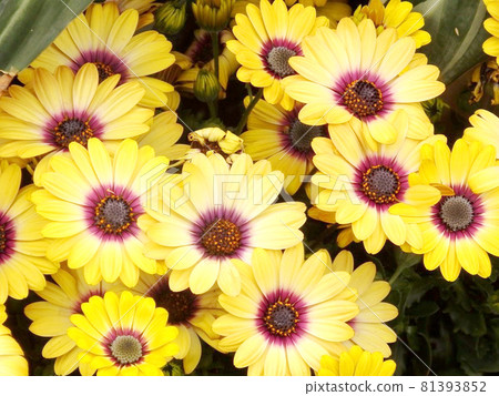 Osteospermum flower yellow 81393852