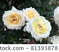 A rose with a beautiful gradation of white and yellow 81393878