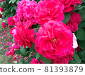Double-flowered roses with bright vivid pink 81393879