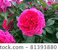 Vivid pink colorful roses 81393880