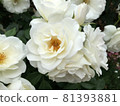 White Rose  81393881