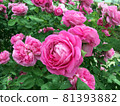 Pink graduation roses 81393882