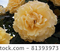 Double-flowered rose with beautiful yellow gradation 81393973