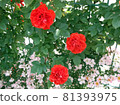 Red roses blooming in the garden 81393975