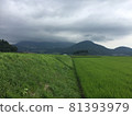 Rice fields in the countryside where it is likely to rain 81393979