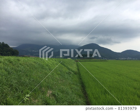 可能下雨的農村稻田 可能下雨的農村稻田 81393979
